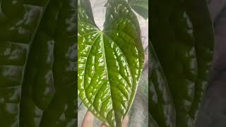 Luxurians vs Radicanswhat’s the difference plants rareplants anthuriums [upl. by Torr466]