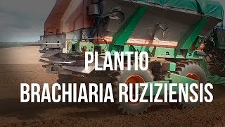 Dicas de Como Plantar Brachiaria  Proteja seu solo rapidamente [upl. by Nibuz]