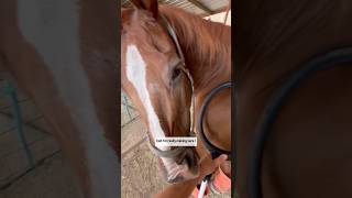 SMOOTHIE UPDATE PEMF SESSION NUMBER 5 horsecare pemf stringhalt rehabjourney [upl. by Stark]