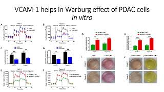 VCAM1 modulates Warburg effect of PDAC cells in vitro Code 668 [upl. by Grant697]