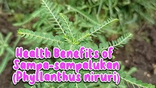 Health Benefits of Sampasampalukan Phyllantus niruri [upl. by Assiruam]