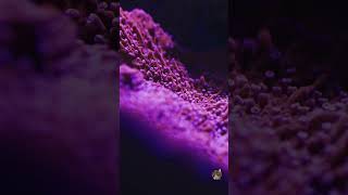 Koralle meerwasseraquaristik reef aquarium aquaristik coralreef coral korallen makro love [upl. by Shult]