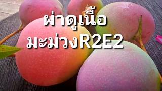 ผ่าดูเนื้อมะม่วงอาร์ทูอีทู R2E2 mango EP17 [upl. by Yennep637]