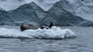 Flying to Antarctica Is this the best way to explore the 7th continent we share the positives here [upl. by Eus]