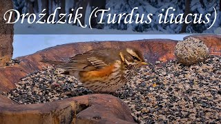 Droździk Turdus iliacus 🤩😍 [upl. by Notniuqal559]