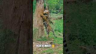 Tigers Love to Play and Its Adorable shorts viralshort [upl. by Attalanta]