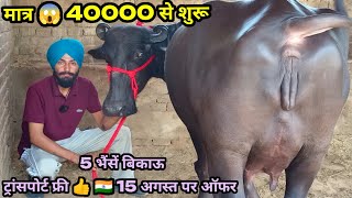 15 अगस्त पर ऑफर 🇮🇳 ताज़ा बियाई भैंस खरीदो मात्र 40000रू में 🚛 फ्री low price 5 buffalo for sale [upl. by Oneladgam]