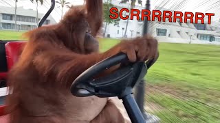 Orangutan Drifts A Golf Cart [upl. by Enelia]