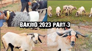 BAKRID Retteri Aadu Santhai250623PART3 Goat 2023 Nellore Judipi Chennai Saturday Market [upl. by Ahseinad]