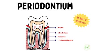 Periodontium  A quick overview  In just 2 minutes  Periodontology  Medinare [upl. by Lunt540]