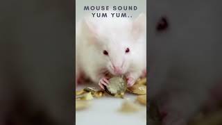 Mouse Sound effect 🐀🐁☺ mouse noise Rat squeaking Shorts [upl. by Barabbas]