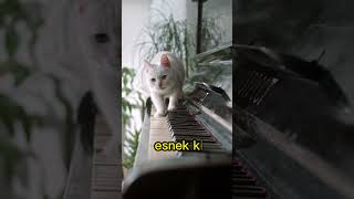 Kedilerin İnanılmaz Refleksi🐈😱shorts [upl. by Arita]