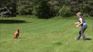 Blaze Vizsla Trained Dog Video [upl. by Eniawd]