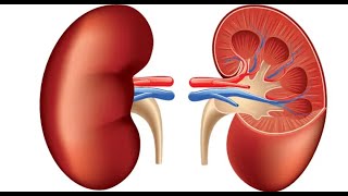 Evidence of Transport Protein Regulations in the Intestine and Kidney of the Rat with Obstructive [upl. by Frohman]