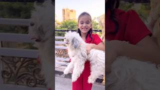 amaira k liye aya dog shorts thegeetagurjar [upl. by Odnavres]