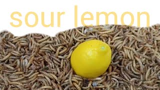 Mealworms Vs SOUR LEMON [upl. by Aerdma]