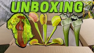 MASSIVE Carnivorous Plants Unboxing  Flytraps Nepenthes Sarracenia [upl. by Vento946]