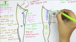 Lymphatic Drainage of Lower Limb  Anatomy [upl. by Netniuq]