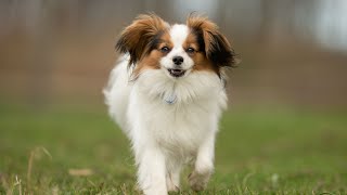 How to groom a Cavalier King Charles Spaniel for show [upl. by Anaidni]