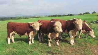 FOR SALE Pedigree Hereford Bulls and Heifers [upl. by Okemak]