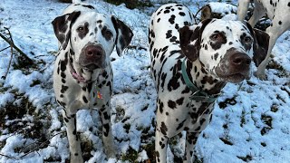 Dalmatian puppy discovers a new game [upl. by Eiramannod]