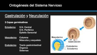 Ontogenesis del Sistema Nervioso [upl. by Gianna]