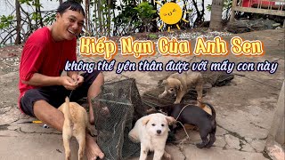 Anh Sen Bất Lực Không Thể Chịu Đựng Được Vì Bầy Lính Nhỏ Siêu Quậy  Kiếp Nạn Của Anh Sen [upl. by Schlicher832]