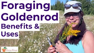 Foraging Goldenrod Solidago Benefits amp Uses [upl. by Pearman]