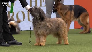 Best of Breed Pastoral GroupCATALAN SHEEPDOG20172022 [upl. by Rola18]