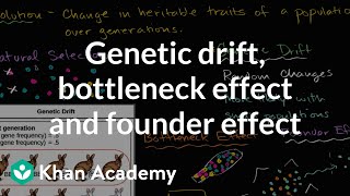 Genetic drift bottleneck effect and founder effect  Biology  Khan Academy [upl. by Euqininod771]