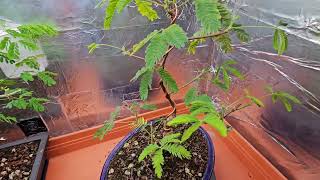 Mimosa Pudica Bonsai Update after Cut Back [upl. by Nageem978]