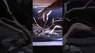 My very first hardscape aquarium aquascape plantedtank plantedaquarium [upl. by Ynnod]