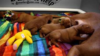 Vizsla Puppies 2 weeks oldMOV [upl. by Toms]