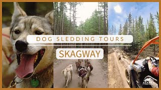 Amazing Dog Sledding Tours in Skagway Alaska [upl. by Eppesiug]