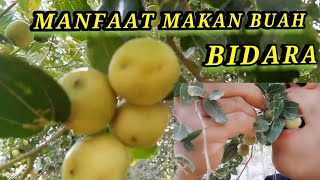 Manfaat Buah Bidara [upl. by Hepzi]