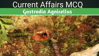 Gastrodia Agnicellus seen in news  Current affairs Ias Mcq [upl. by Malinin]