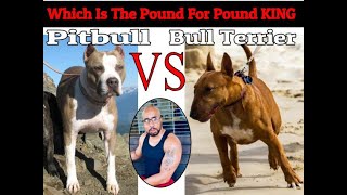 Bull Terrier VS Pitbull quotWho Will Winquot [upl. by Vergne]