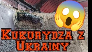 Kukurydza z Ukrainy [upl. by Rebekkah]