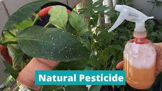 DIY PESTICIDE  HOMEMADE INSECT REPELLANT  Natural Pesticide for Plants  Effective Insecticide [upl. by Ahsimat821]