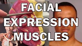 Facial Expression Muscles [upl. by Torrence]