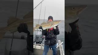 Grote Dikke Kabeljauw gevangen midden op zee 😱 rivercrew fishing vissen zeevissen kabeljauw [upl. by Asined]