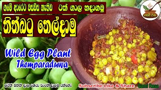 Wild Egg Plant Temparaduwa තිත්බටු තෙලට නියමෙට හදමු GAMIRASA [upl. by Yesiad]