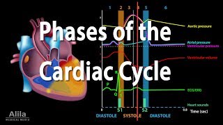 The Cardiac Cycle Animation [upl. by Adnoryt391]