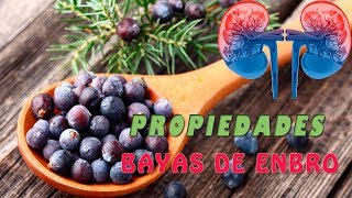 Beneficios Medicinales de las Bayas de Enebro [upl. by Burt]