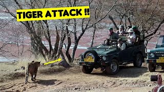 Tiger Attack and Killed Sambar Deer  Ranthambore Tiger Sighting [upl. by Bertilla]