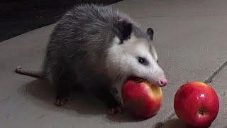 Possum Apple CRUNCH [upl. by Auohc]