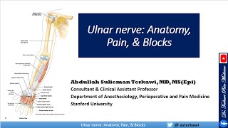 Ulnar Nerve Anatomy Pain and Blocks [upl. by Biggs149]