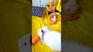 Guinea Pigs Eat Carrots 🥕 guineapigfood [upl. by Nomis]