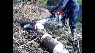 Stihl 881 Finish off the CoDoms in Ripping style [upl. by Boiney]