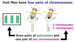 Inheritance of XLinked Genes [upl. by Babb164]